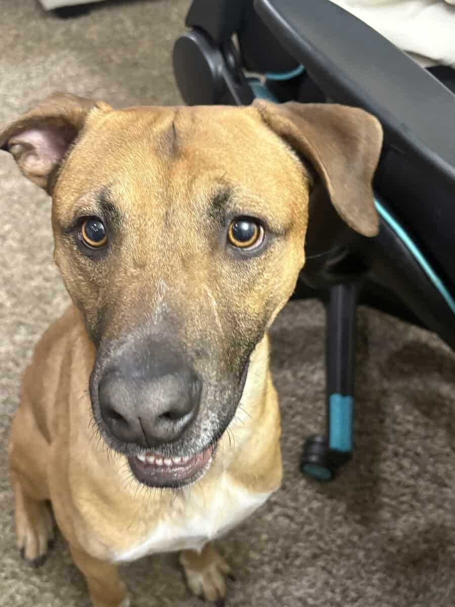 Looking to rehome this goofy sweet boy image 1