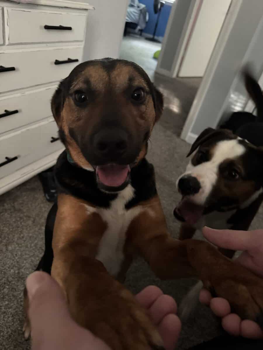 2 male mixed breeds for free image 9
