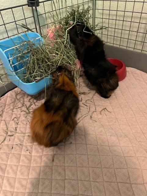Two male Guinea Pigs for free image 2