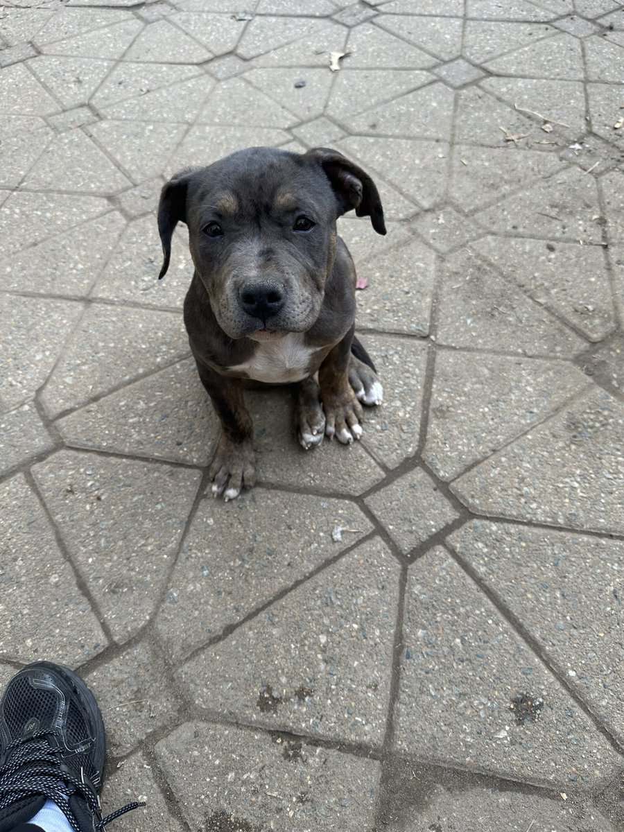 American bully pup for sale image 2