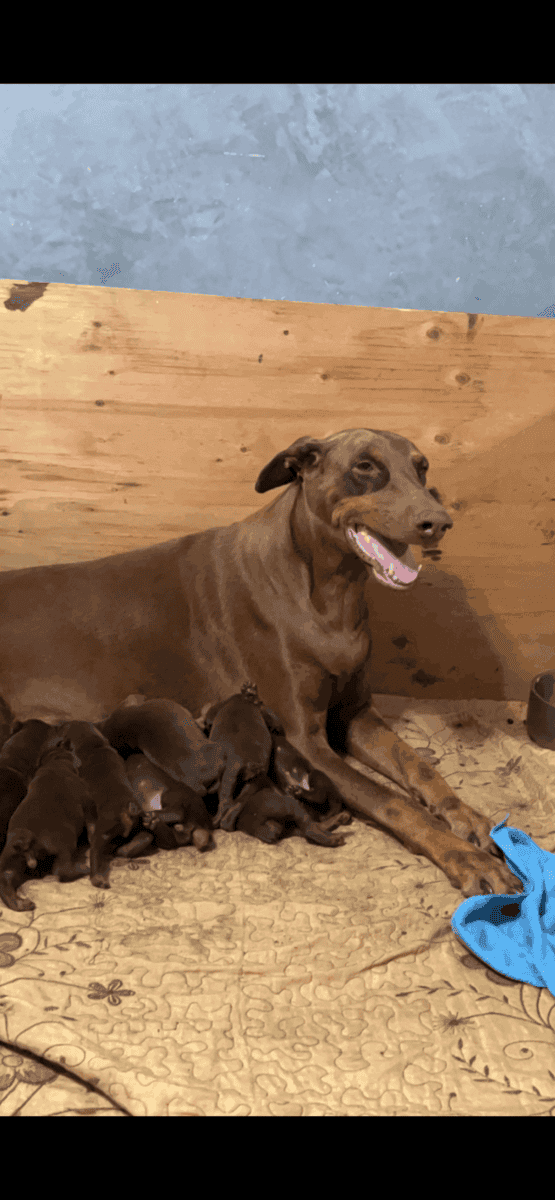 European Doberman puppies image 9