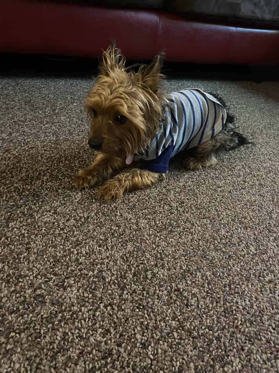 🐶 Male Yorkshire Terrier for Sale image 4