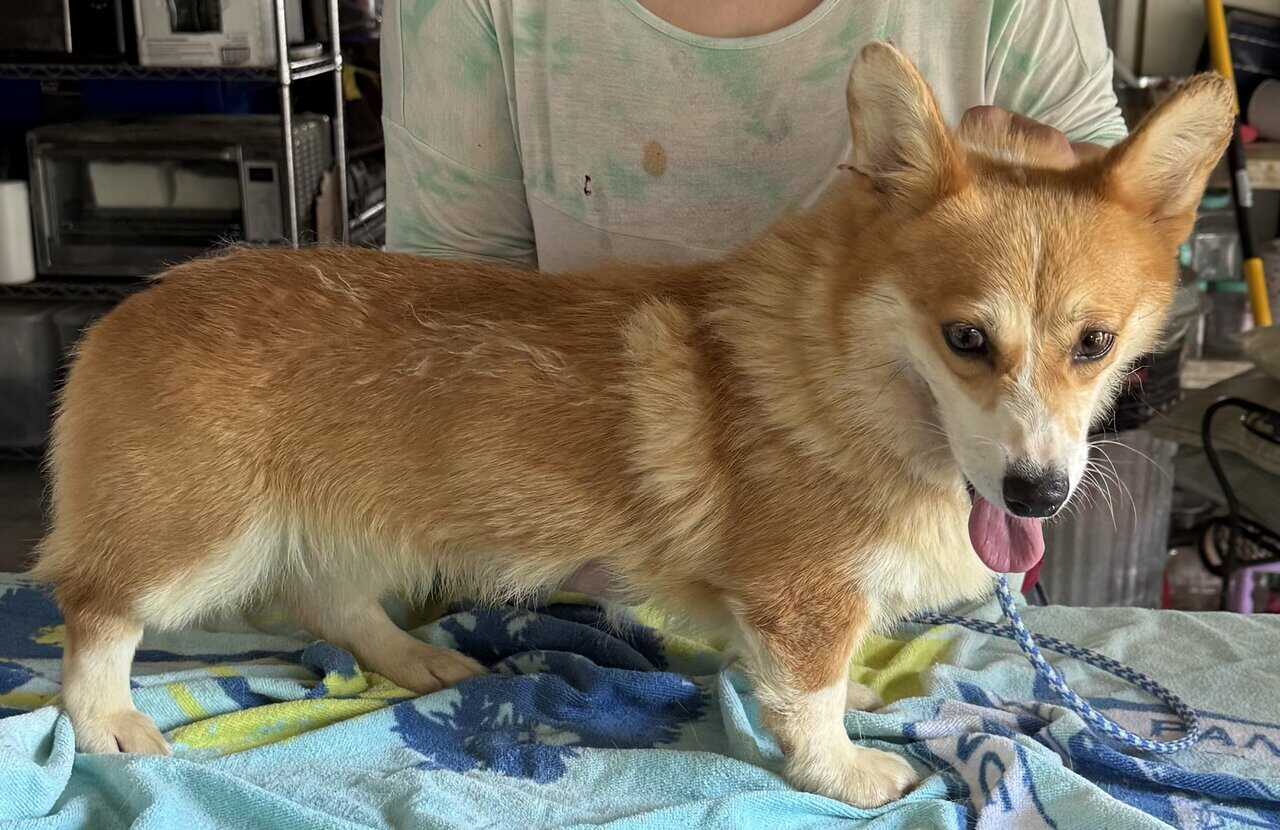 2 yr. Pembroke Welsh Corgi image 3