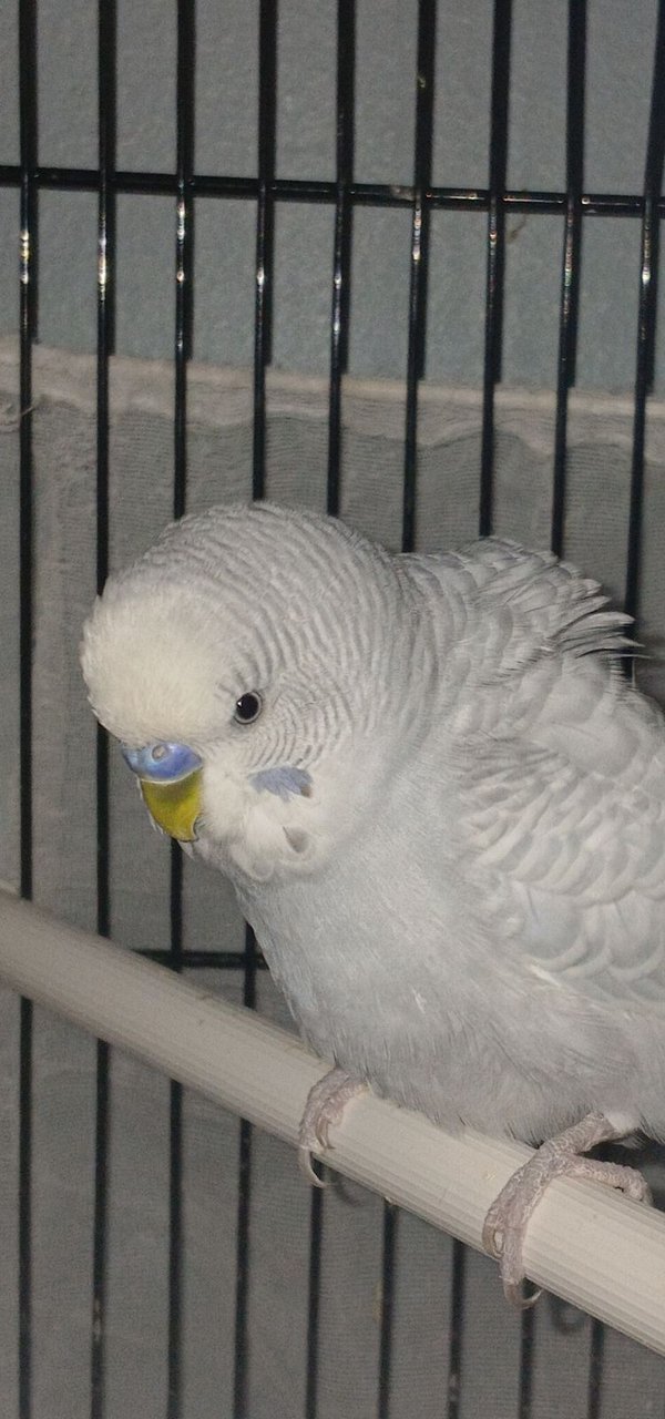(Unavailable) Snuggles Clear-wing grey budgie image 2