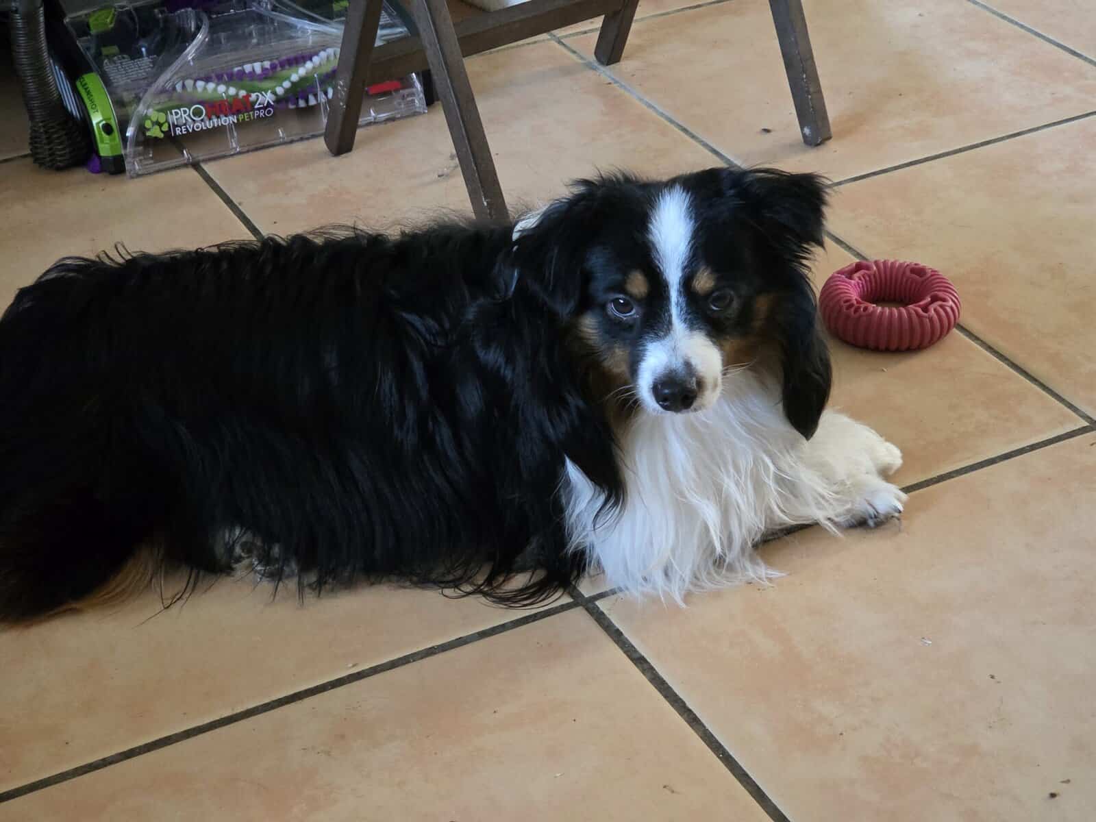 Australian Shepperd Toys image 3