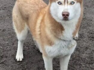 Golden Husky