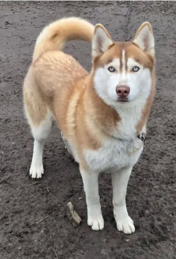 Golden Husky image 1