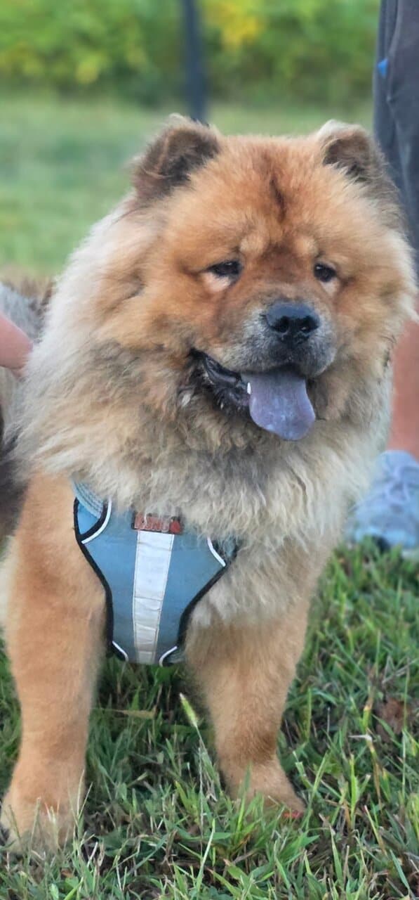 Adorable chow puppies image 2