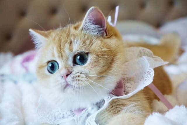 Black Golden Shell (ny12) British Shorthair Girl — image 5