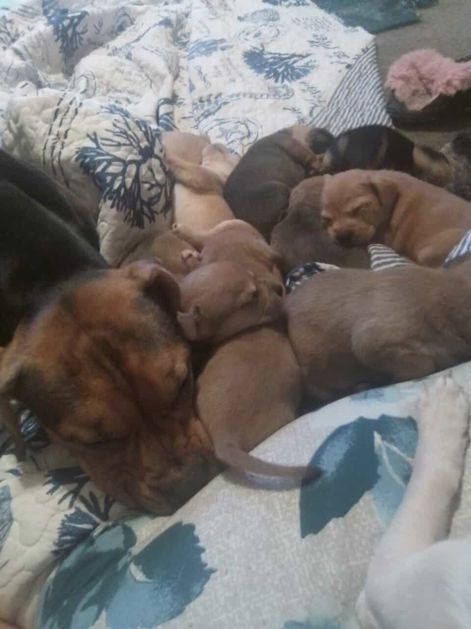 2 different litters very cute puppies image 4