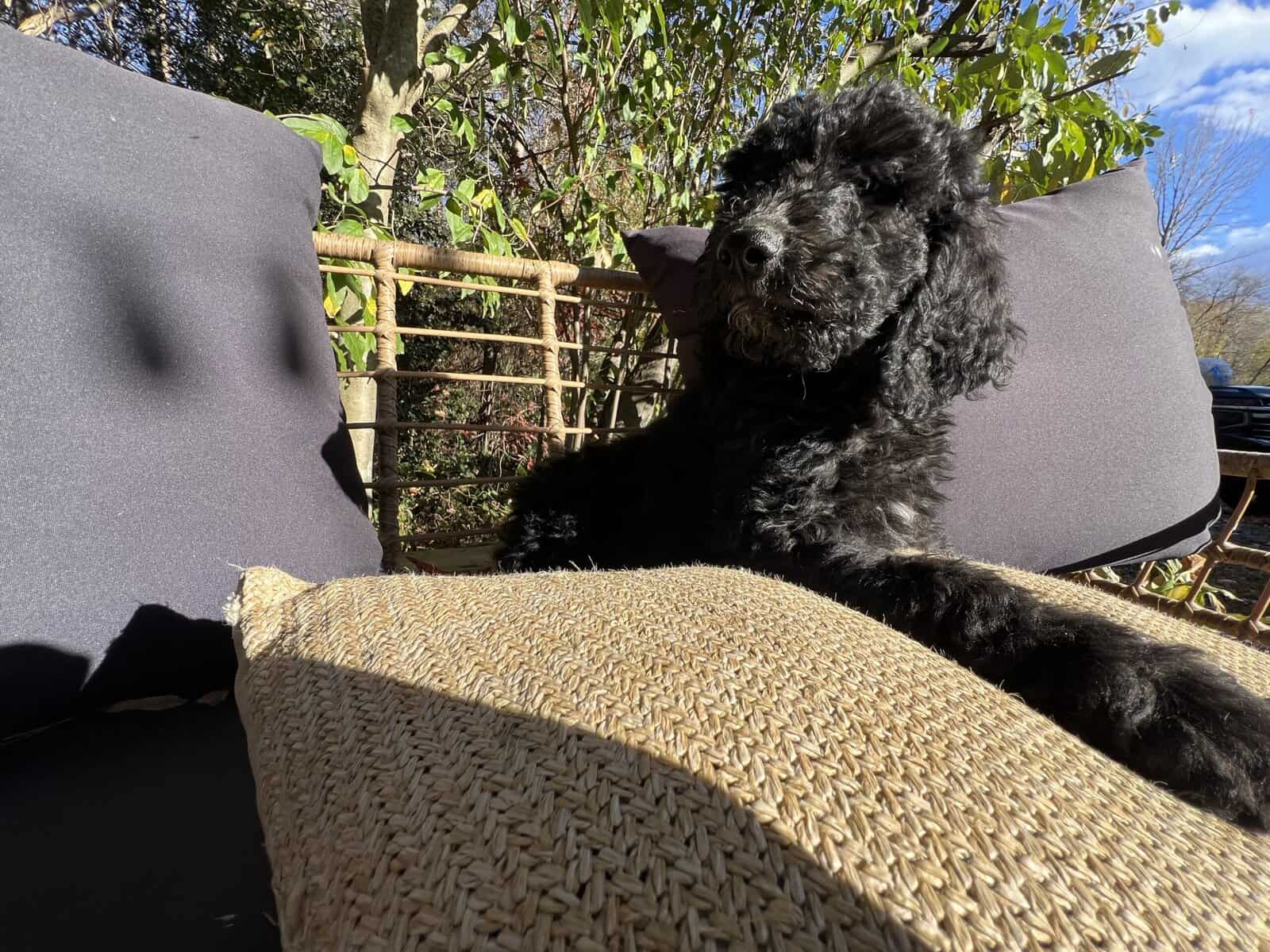 Goldendoodles girl puppy (medium) image 1