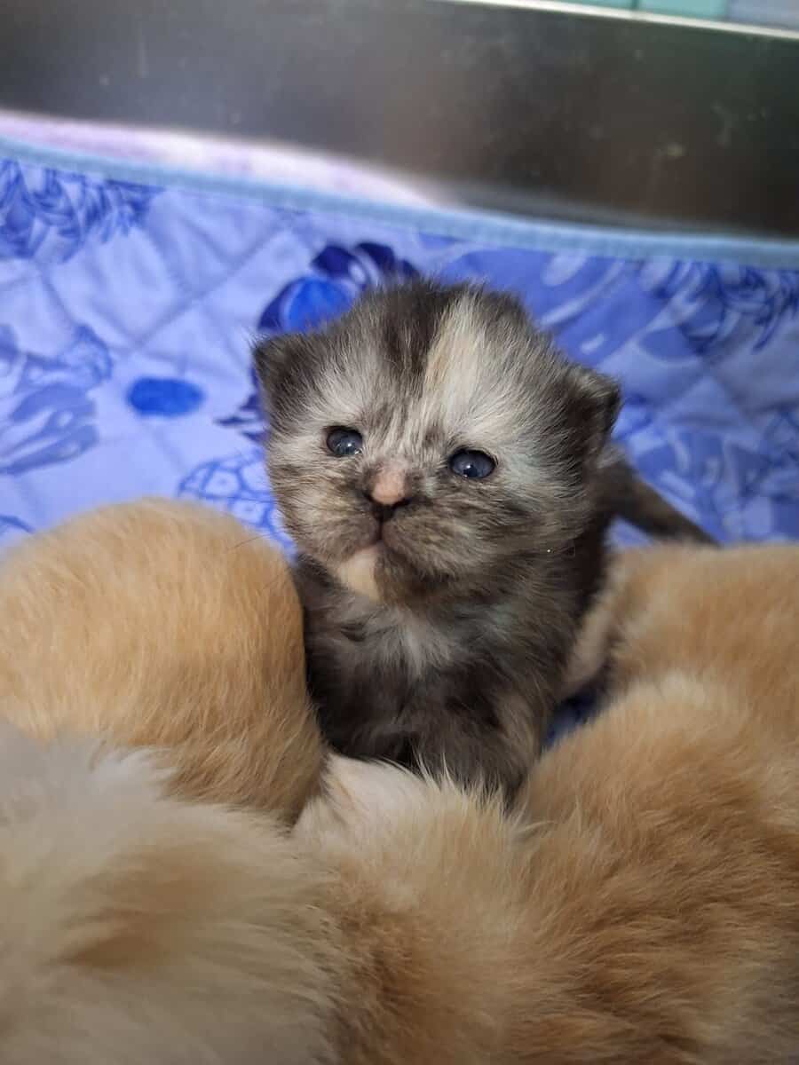 Maine coon kittens image 2