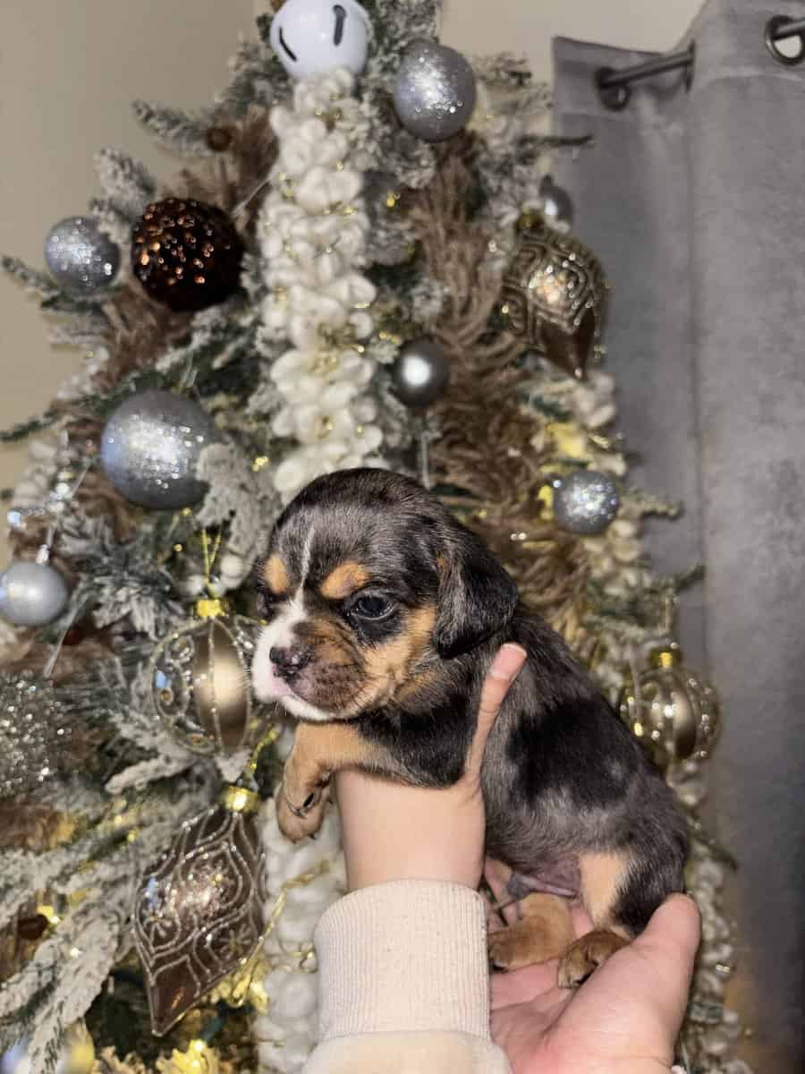 English Cocker Spaniel/French Bulldog Mix Puppies image 3