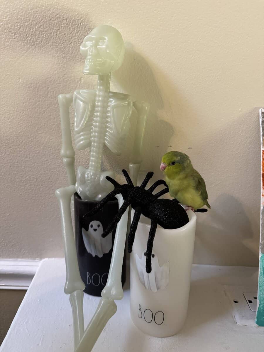 Selling 4 month old MALE Green Parrotlet image 4