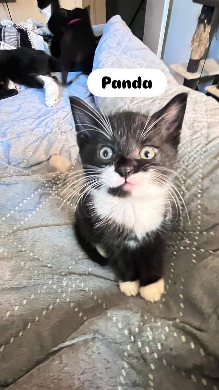 Cat and kittens need rehoming can be sold sep. image 2