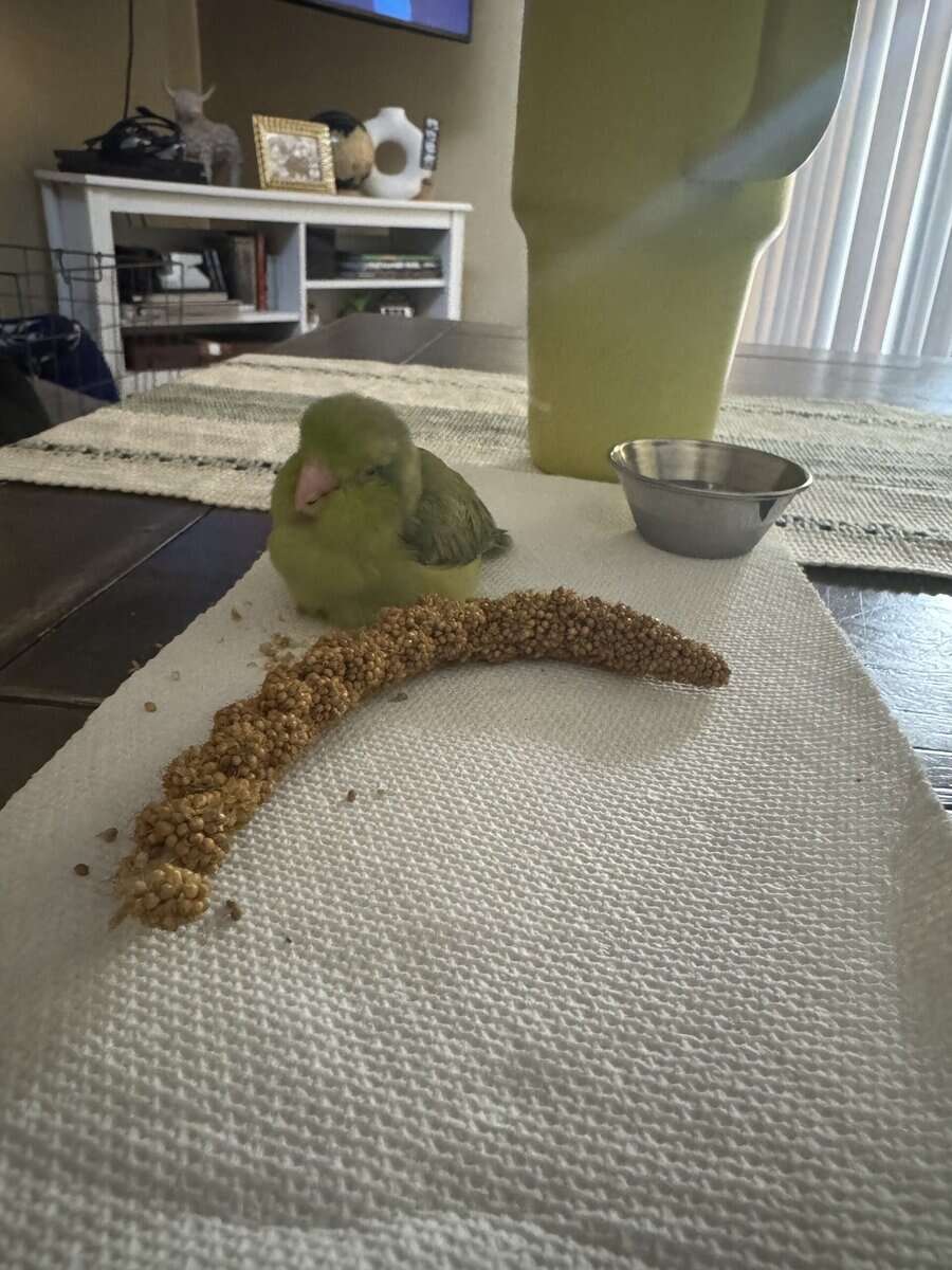 Selling 4 month old MALE Green Parrotlet image 6
