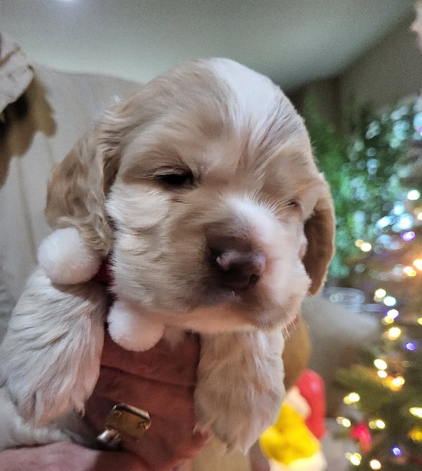 Gorgeous Cocker Spaniel Puppies!! image 2