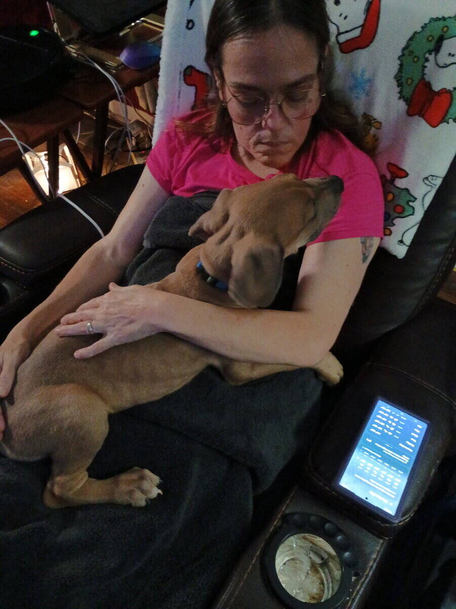 Great Dane puppies image 2