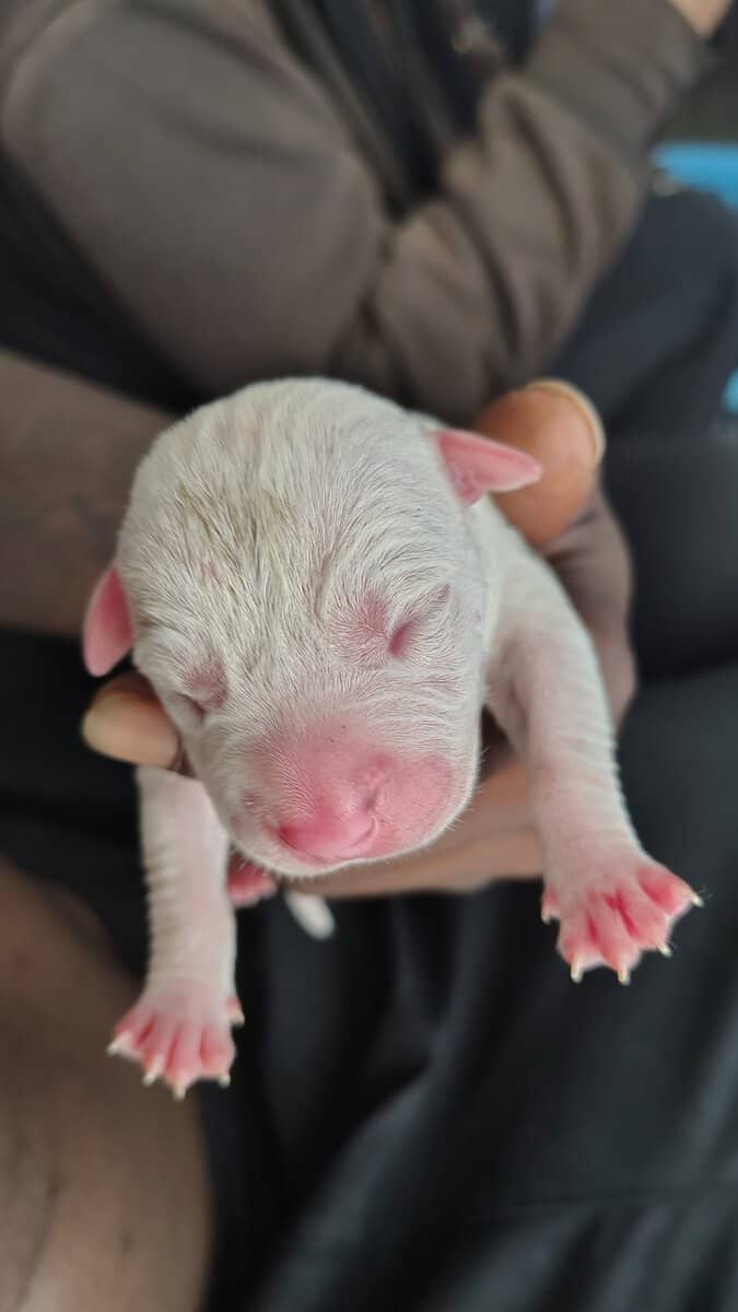 brand new bully pups born sun. 16th image 2