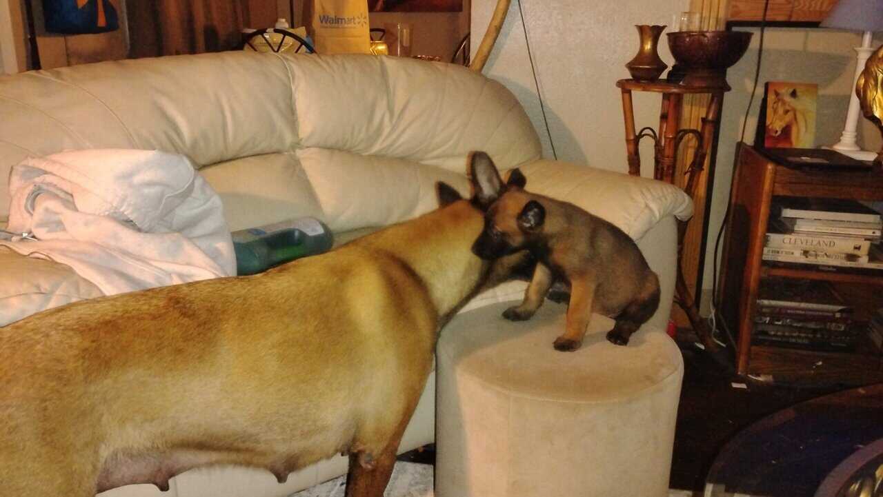 Belgium malinoise puppies image 3