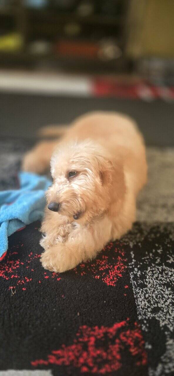 Goldendoodle Puppy image 6