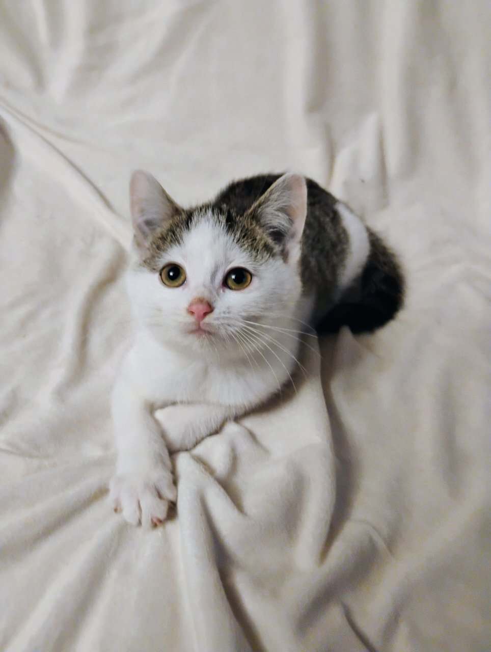 Kitten image 6