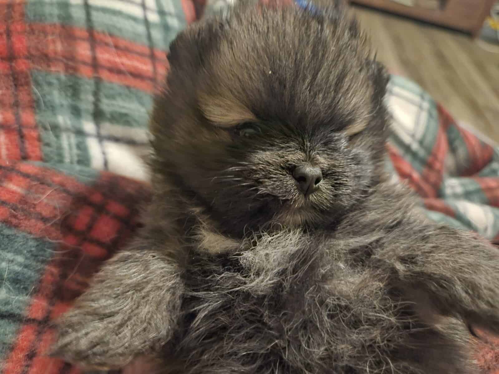 Pomeranian pups image 2