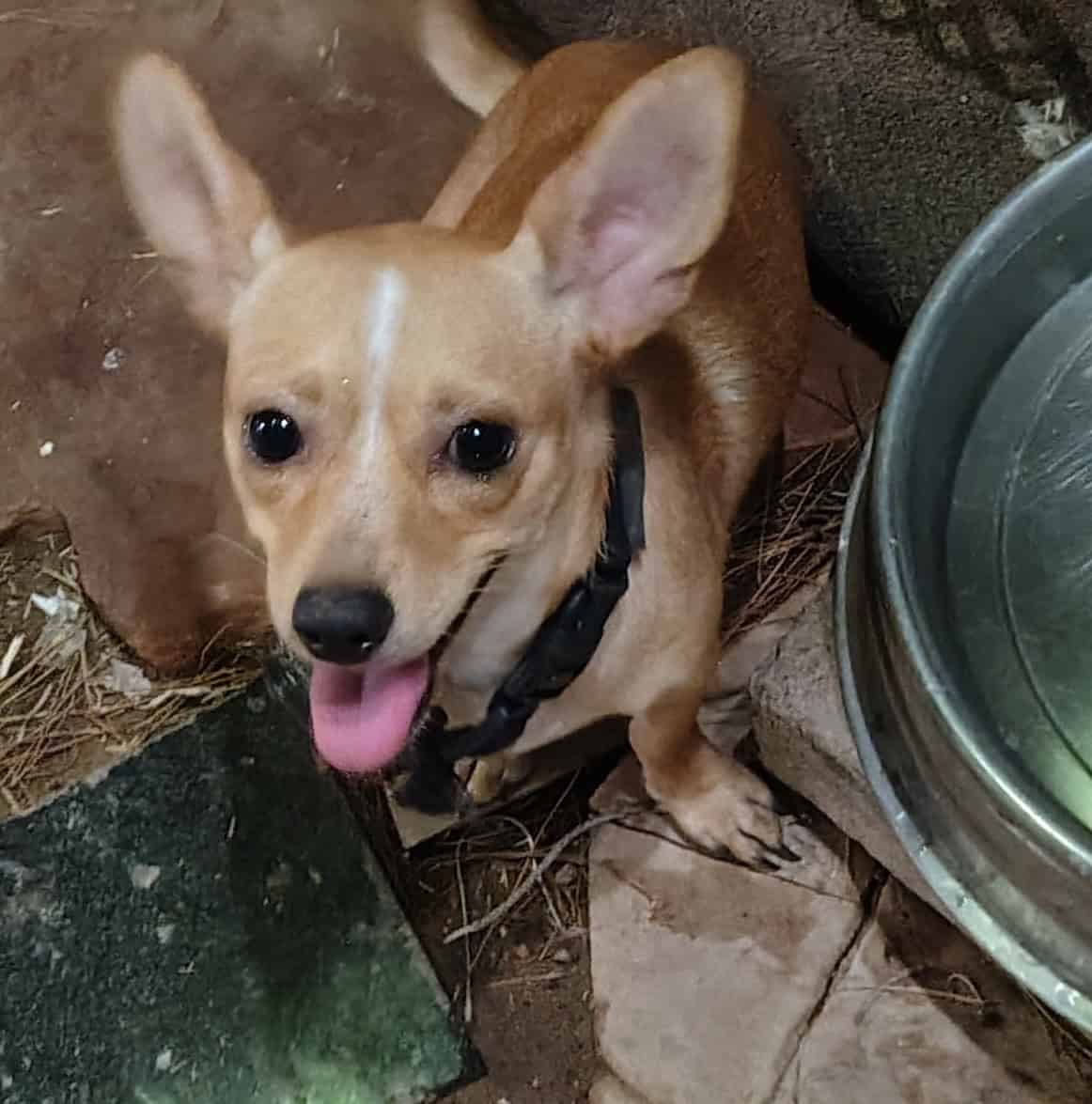 Male 1 year image 3