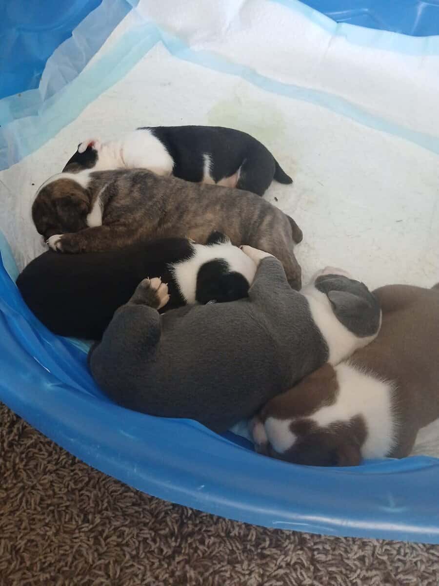 Christmas Puppies image 2