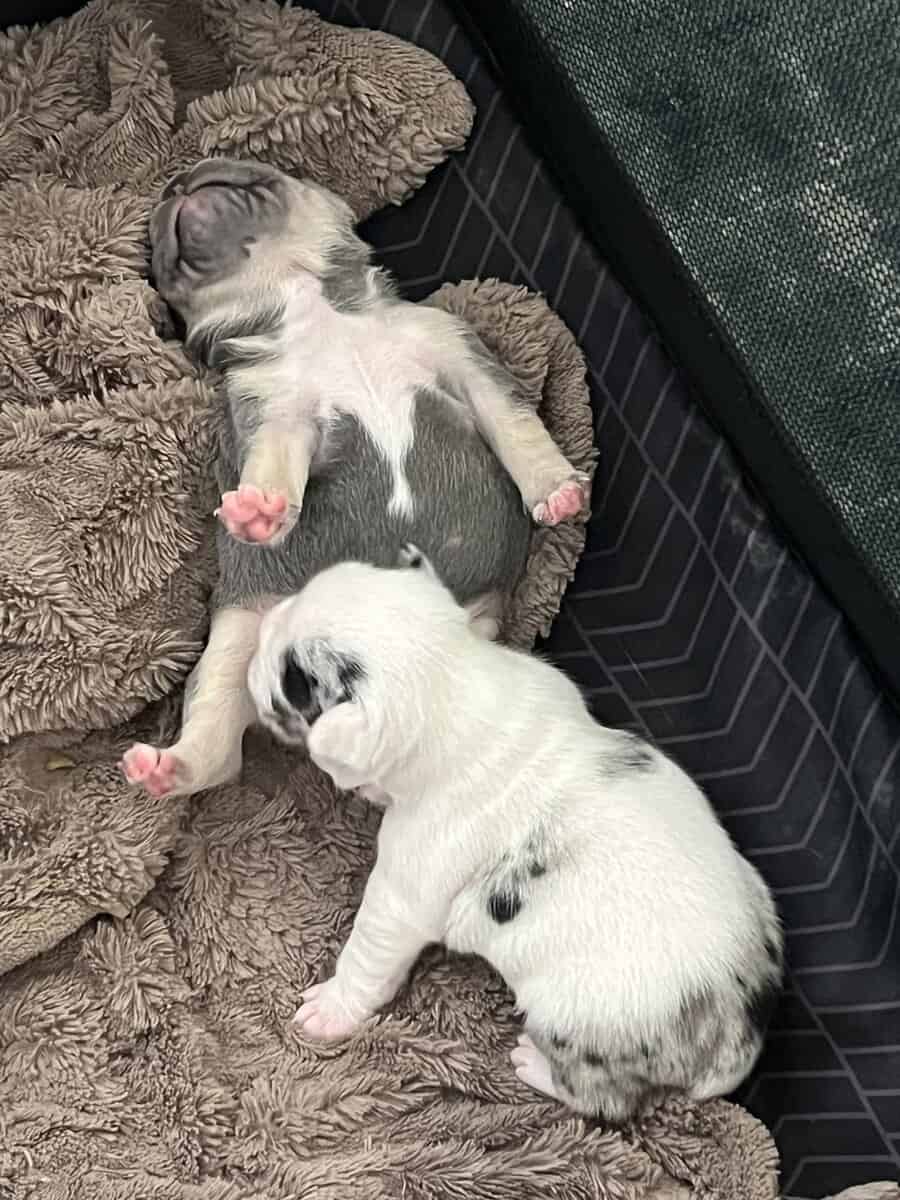 French Bulldog Puppies image 12