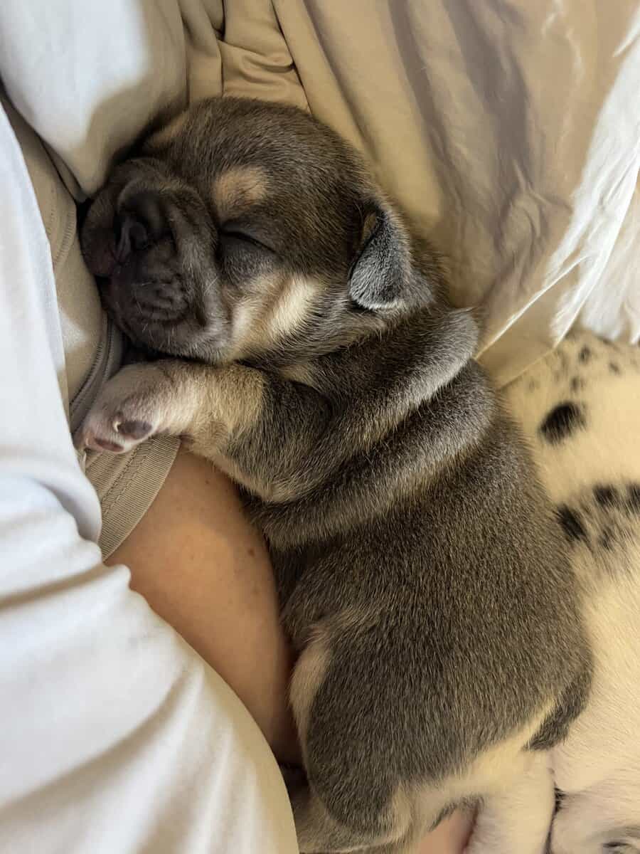 French Bulldog Puppies image 9