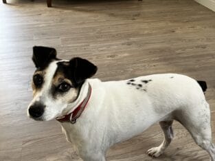 6 year old Mountain Feist, loving and house broken