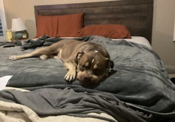 XL Bully needs to be rehomed