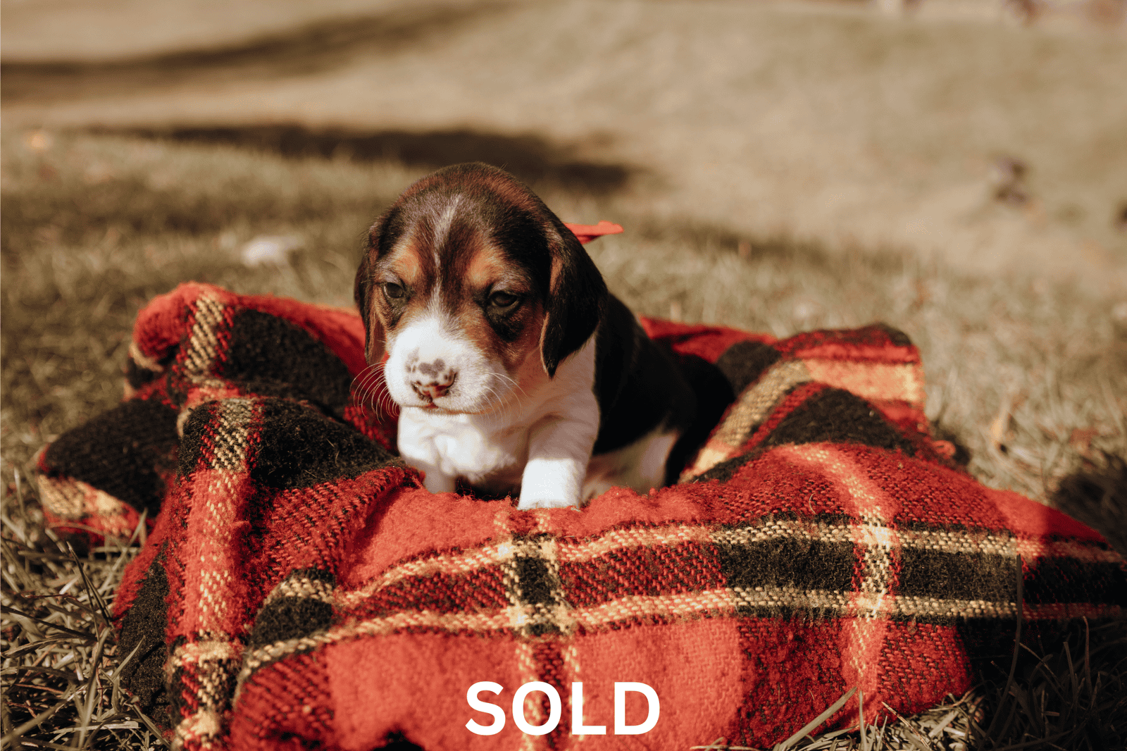 Beagle puppies (Michigan area) before Christmas image 5
