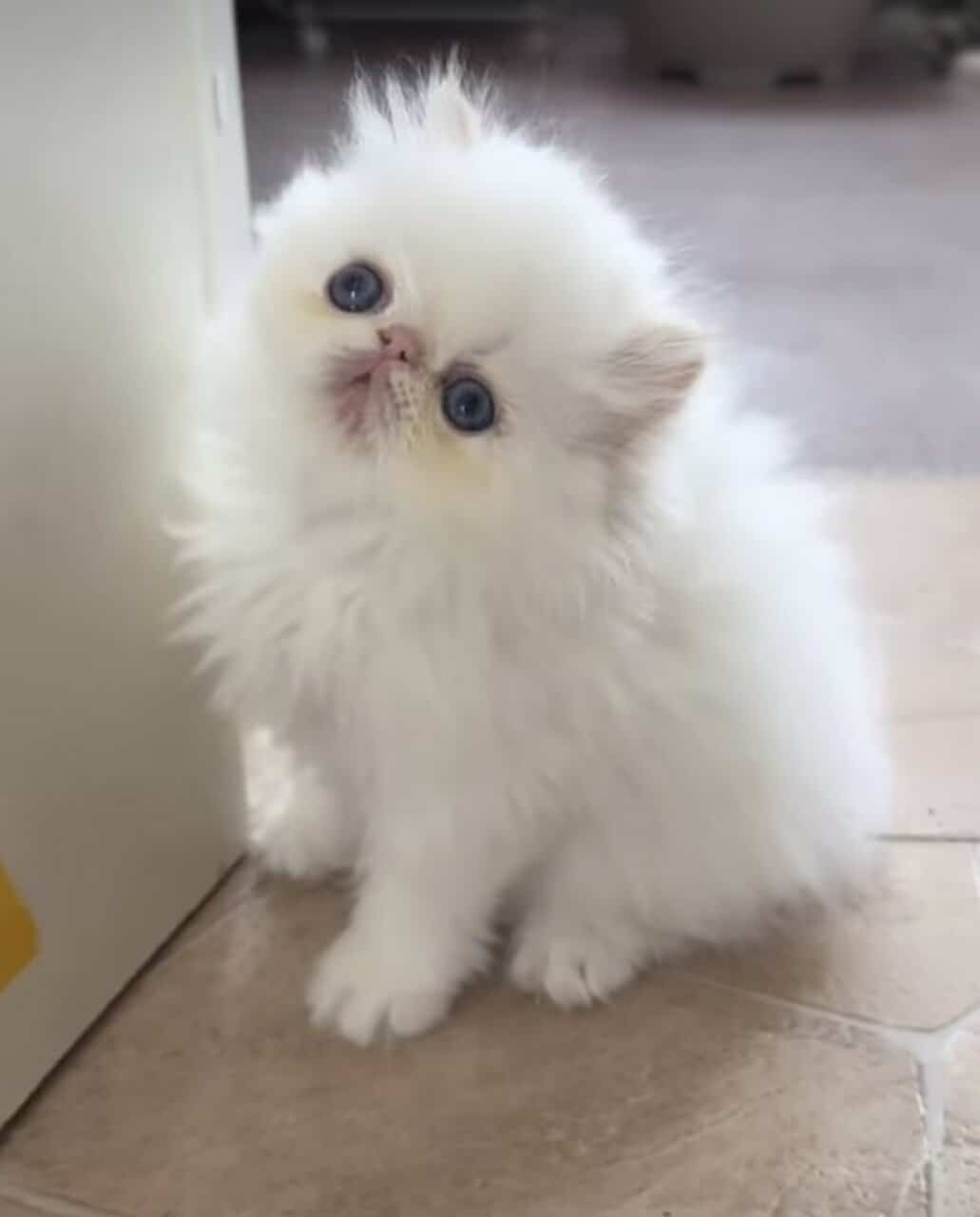Himalayan Persian Kittens image 4