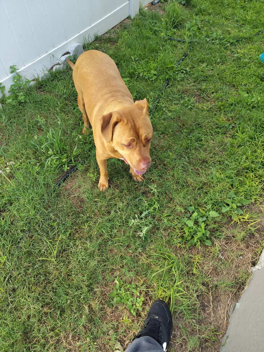 Kilo rehoming image 2
