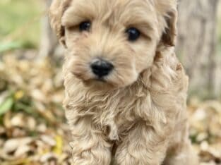 Toy Schnoodles in Snowflake, AZ