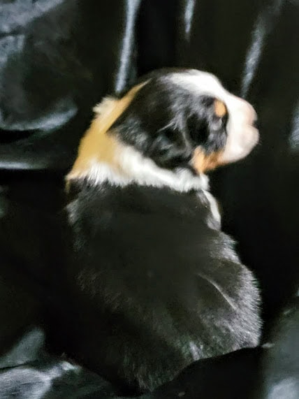 ***** Christmas Puppies ***** image 4