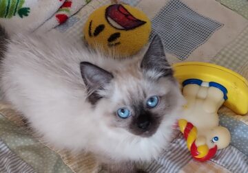 Ragdoll Male Seal Mink