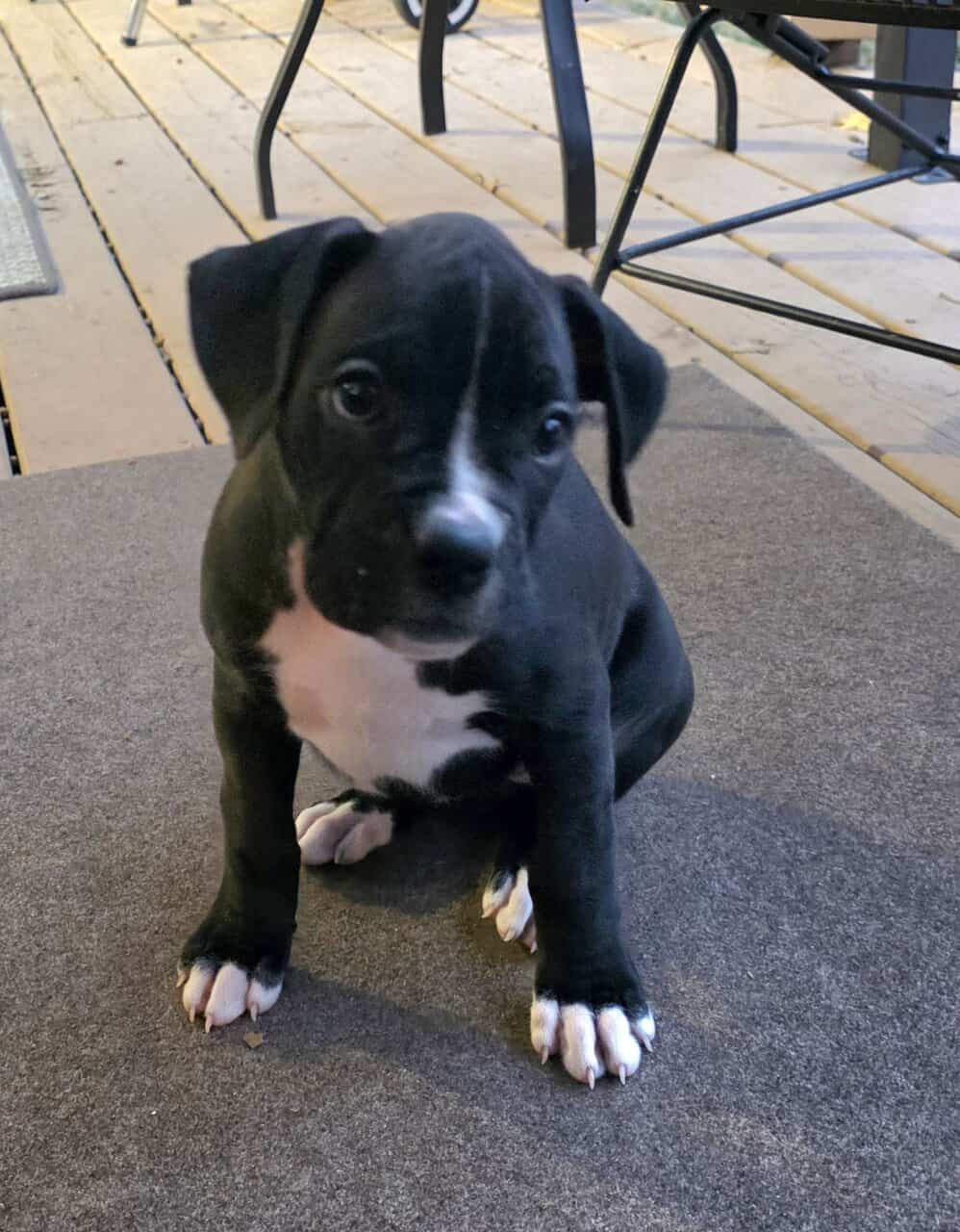 Boxer Puppies image 5