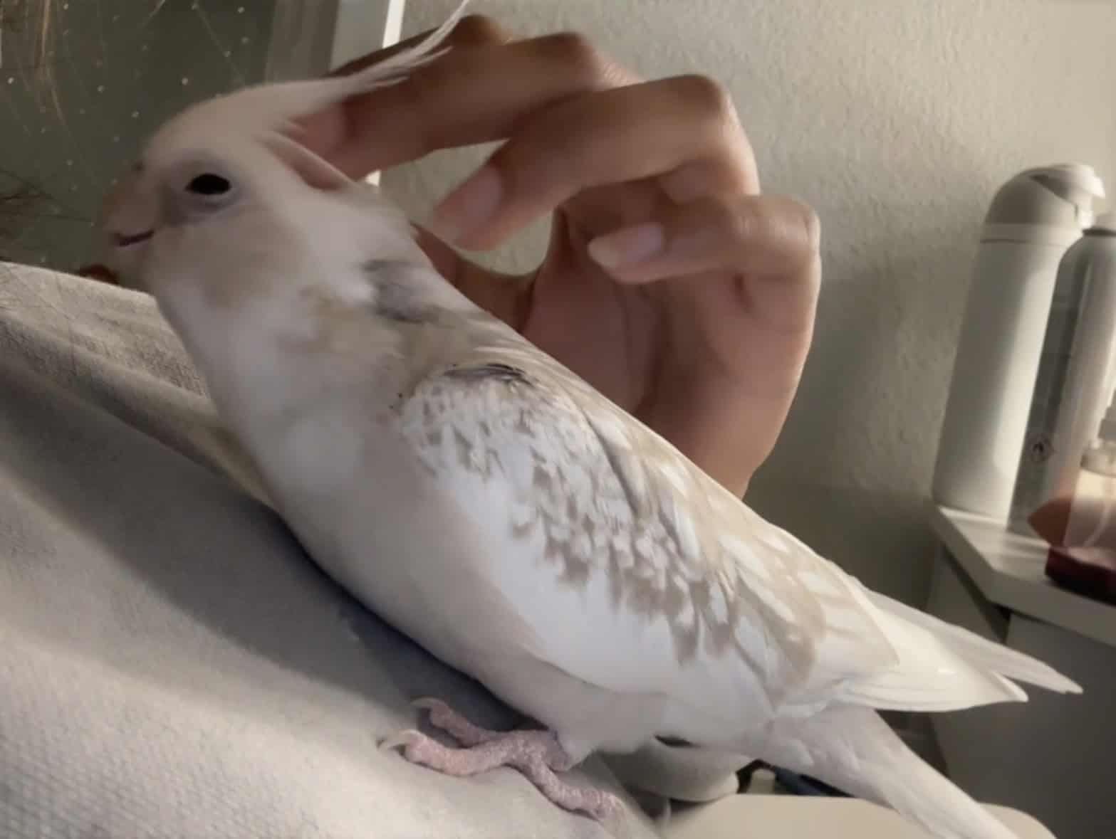 cinnamon white-tailed pearl cockatiel for sale image 1