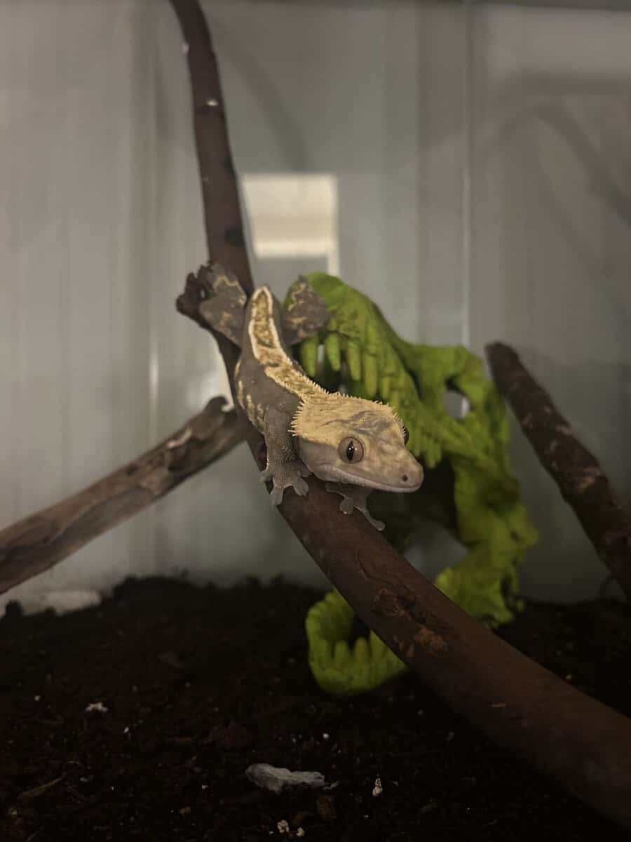 2 crested geckos with tanks and other supplies image 2