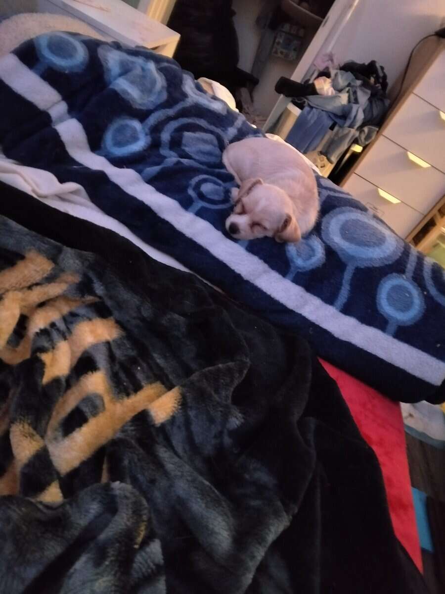 3 puppies image 6