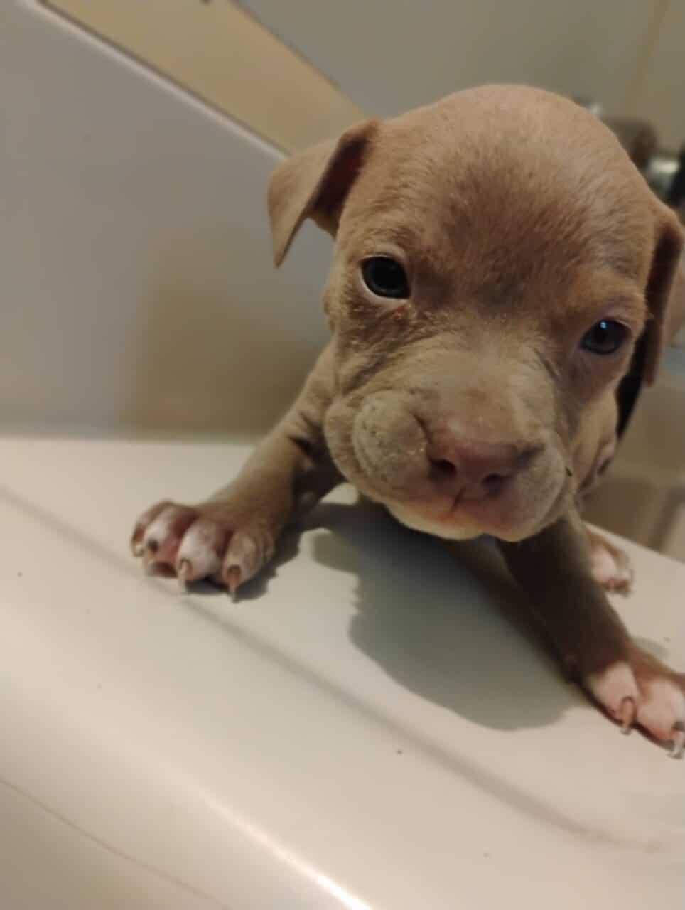 6 week old red/blue nose pit puppies*VACCINATED* image 6