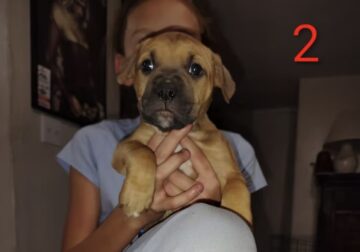 Pitty looking for a good solid home!