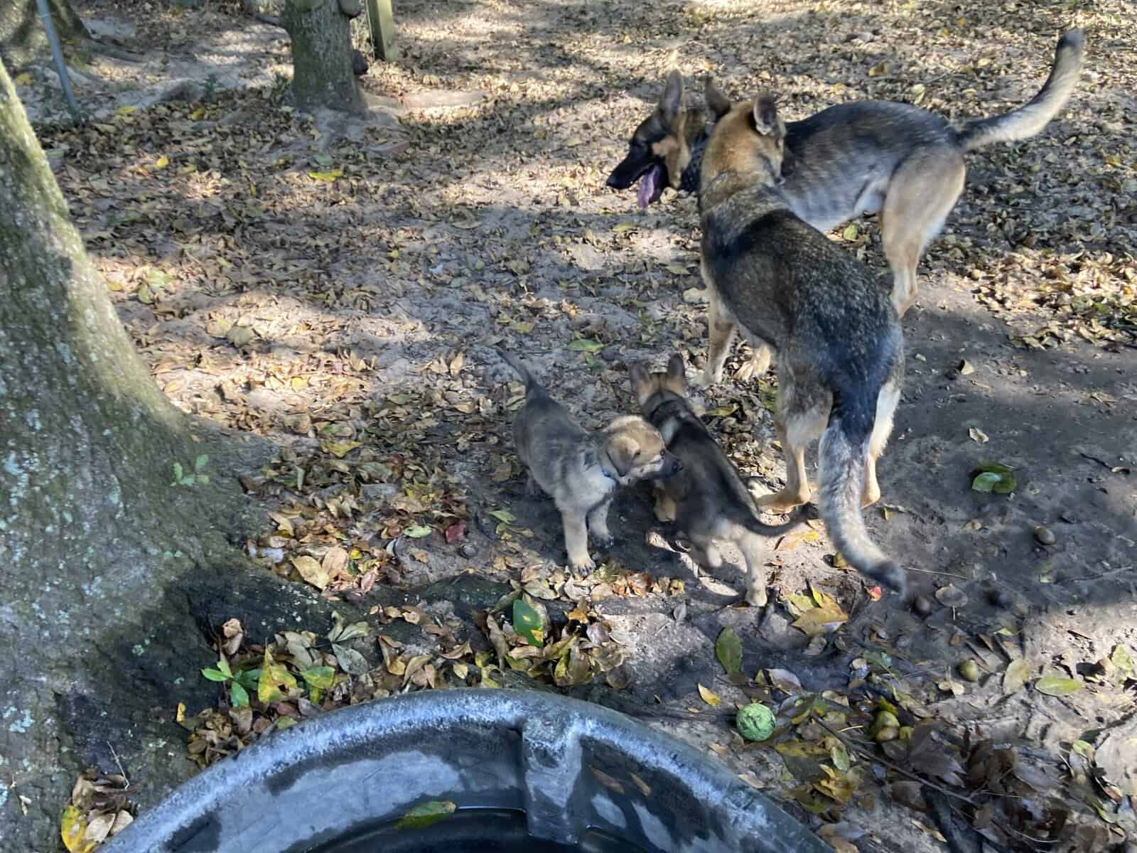 German Shepherd Puppy image 6
