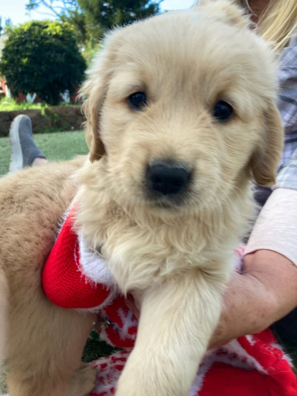Golden retriever puppies image 2