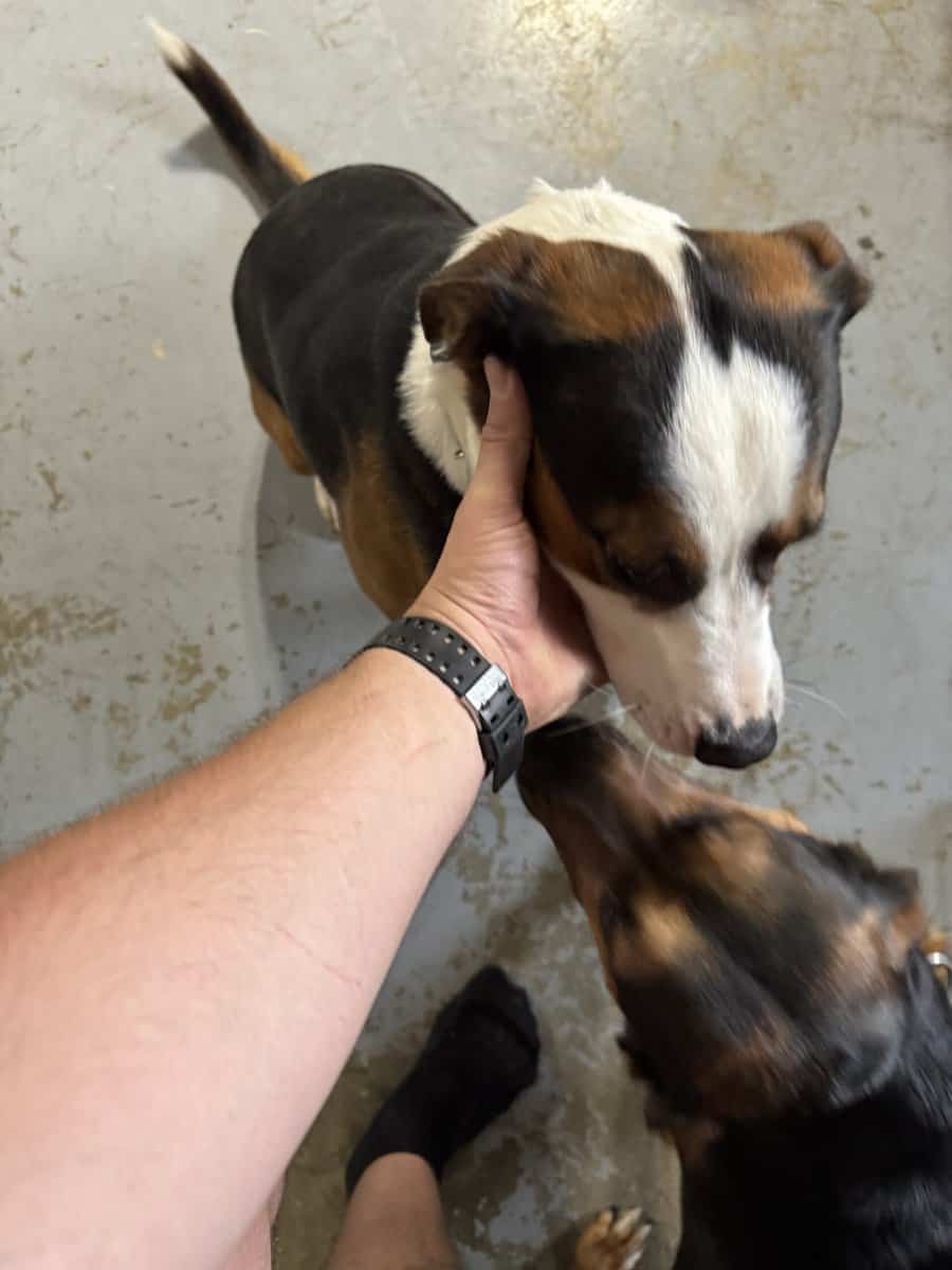 2 male mixed breeds for free image 8