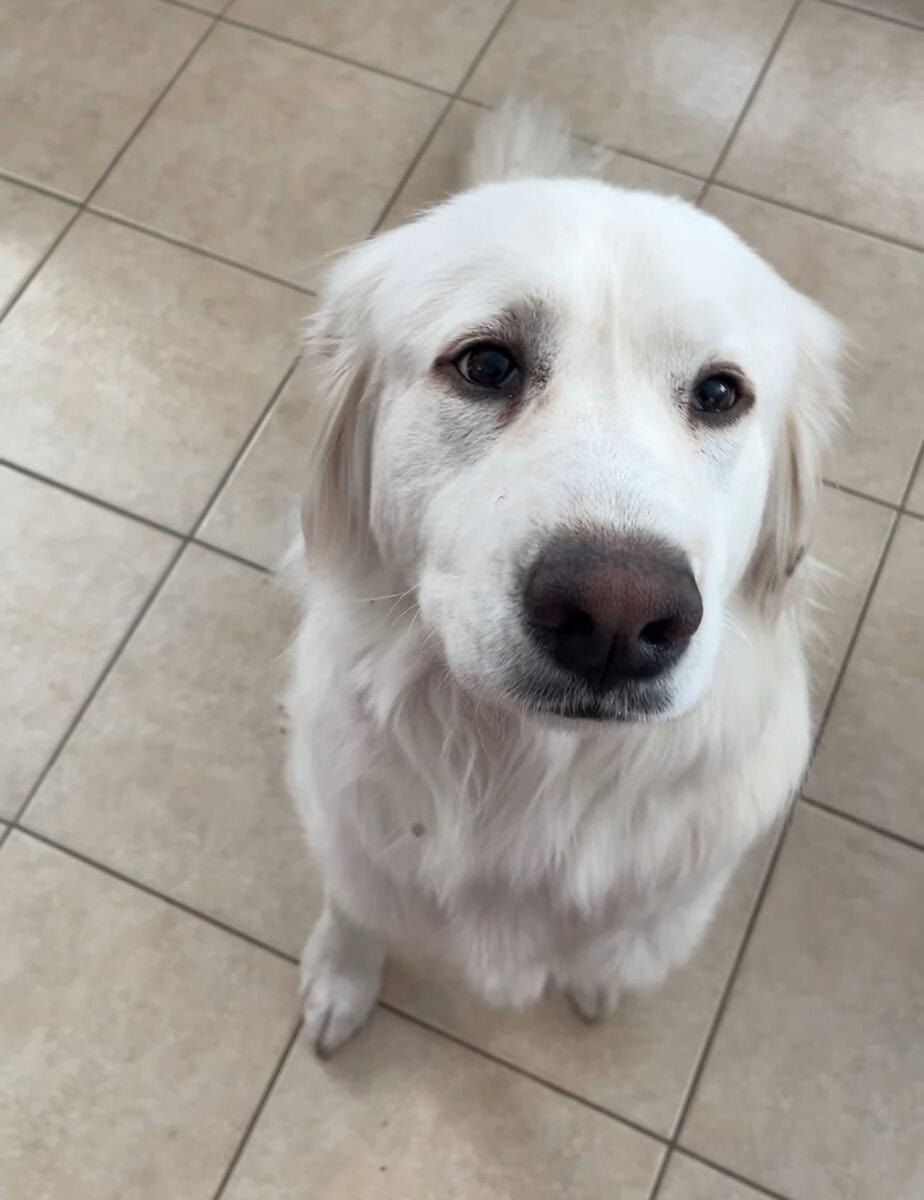 Pyrenees for Adoption! image 1