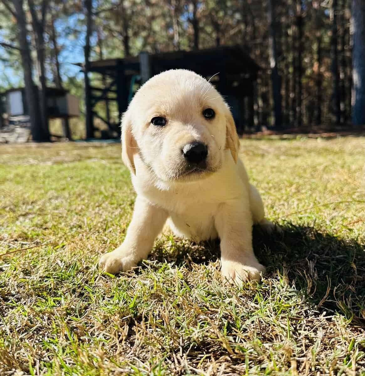 AKC LABRADOR PUPPIES image 3